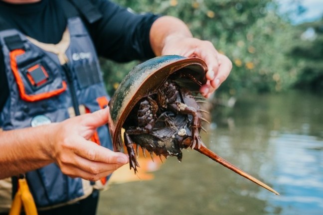 a close up of a person holding an animal