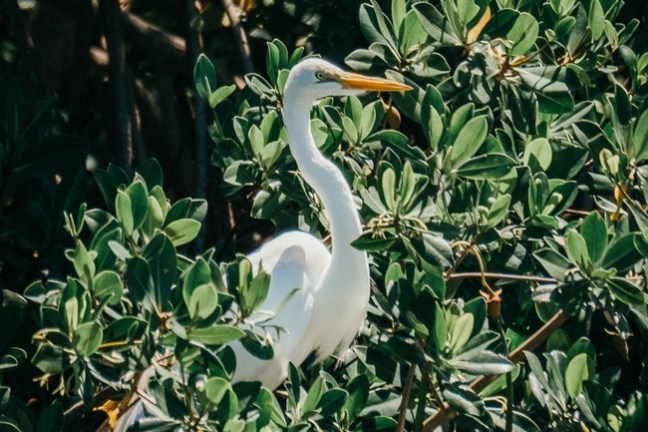 a bird sitting on top of a parking lot
