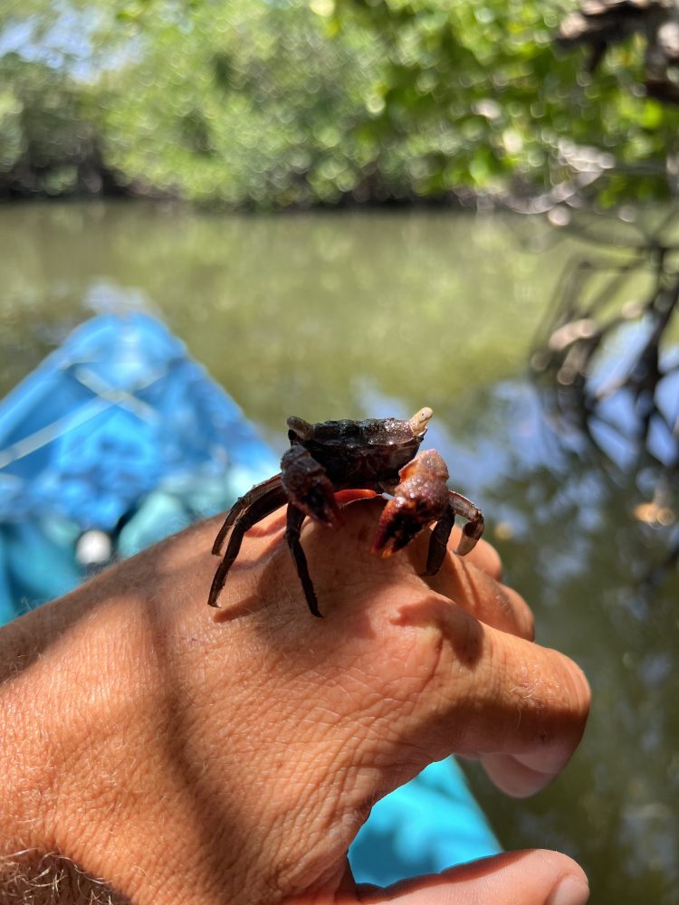 a person holding an animal