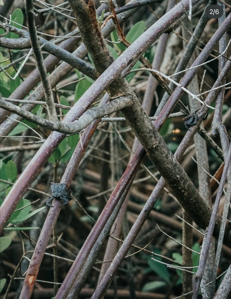 Branches with two camouflaged lizards, surrounded by green leaves.