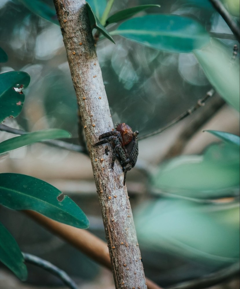 Hermit crab climbing a tree branch surrounded by green leaves in a forest setting.
