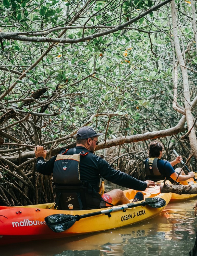 Two people kayaking through dense mangrove trees on a narrow waterway.