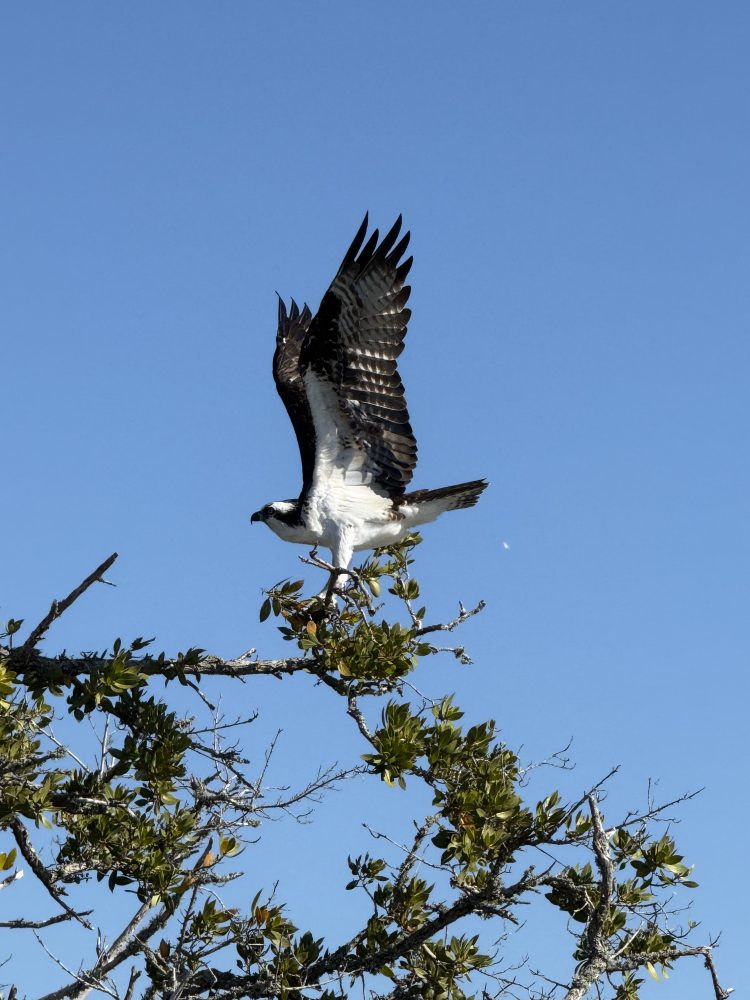 Osprey perched on a tree branch with wings spread against a clear blue sky.