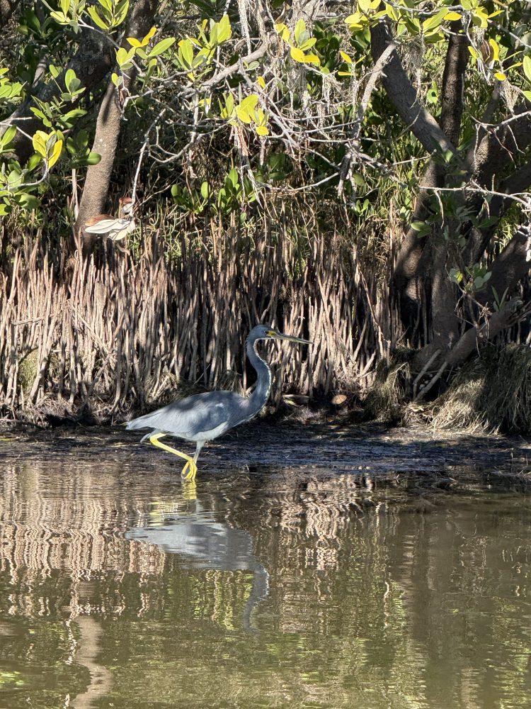 Heron wading in water near mangrove roots and trees, reflecting in the surface.