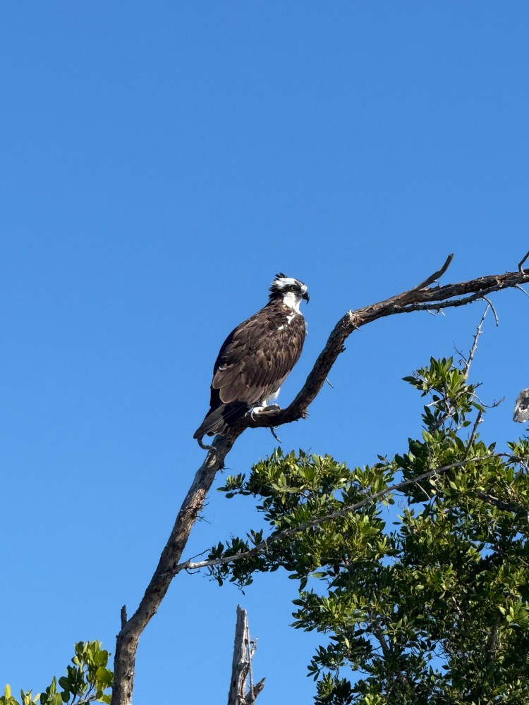 Osprey perched on tree branch against a clear blue sky.