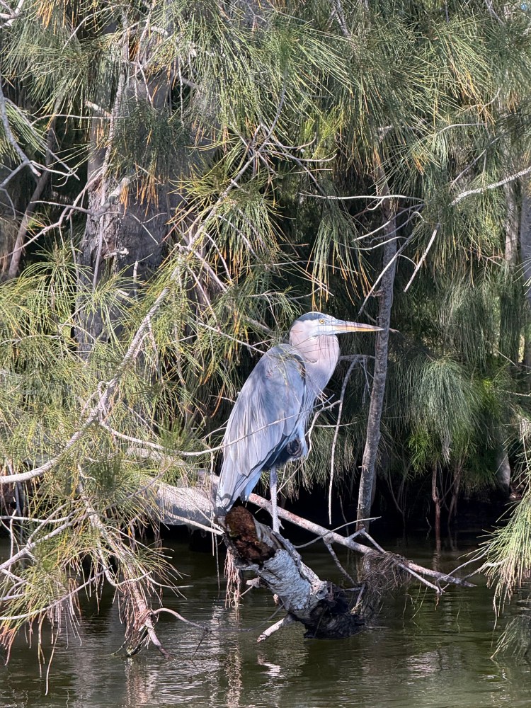 Large heron perched on a branch over water, surrounded by dense green foliage.