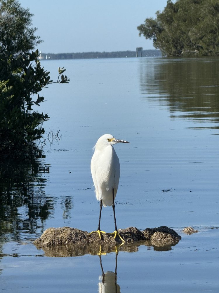 White bird with yellow feet stands on rock in calm water with trees in background.