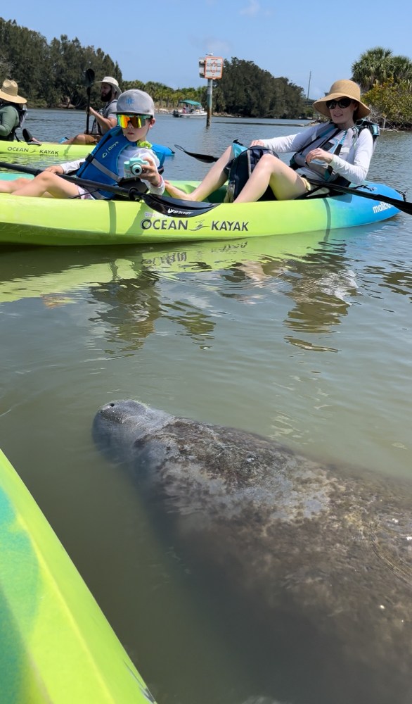People in kayaks observing a manatee swimming in calm water on a sunny day.