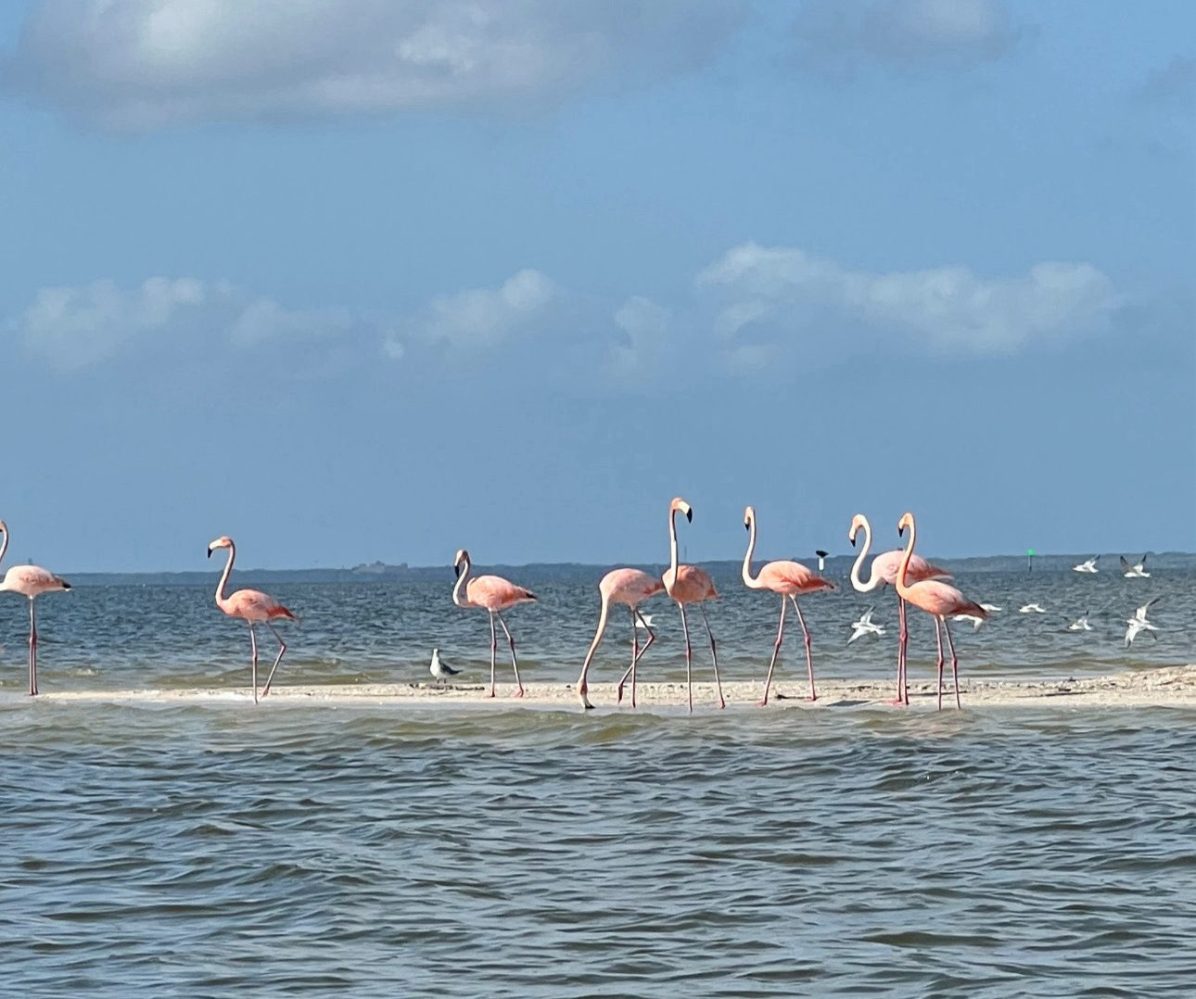 Flamingos standing on a sandbar in the ocean under a blue sky with clouds.