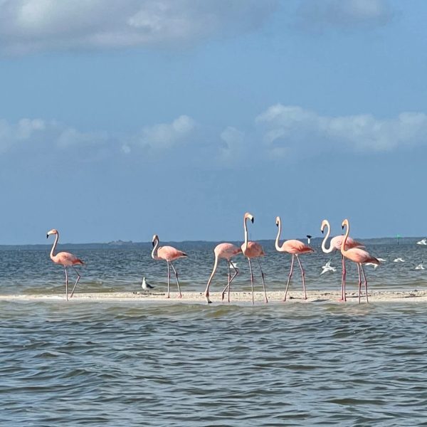 Flamingos standing on a sandbar in the ocean under a blue sky with clouds.