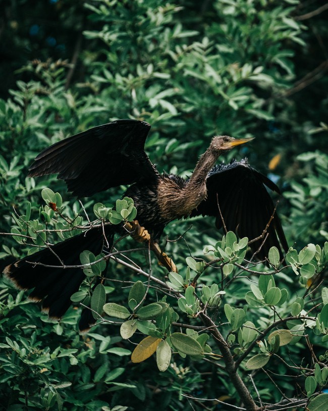 Bird with outstretched wings perched on leafy branches in a lush setting.