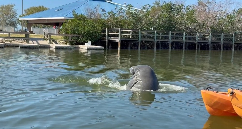 Manatee surfacing near orange kayak in calm waters.