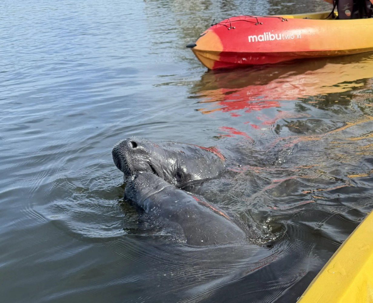 Two manatees near a kayak in calm water.