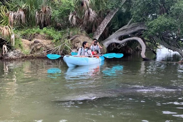 Two people kayaking near a manatee in a tree-lined waterway.